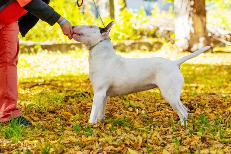 a bull terrier dog takes a treat from the trainer,