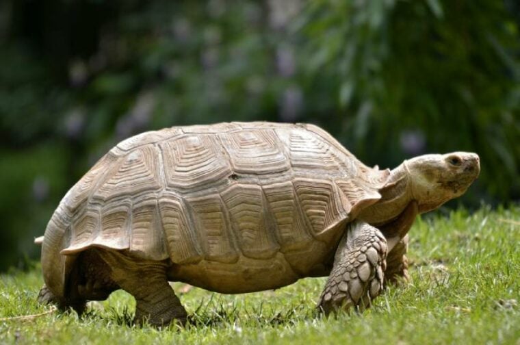 a female african spurred tortoise on grass