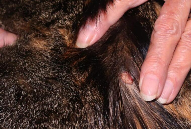 a female calico cat with skin tumor