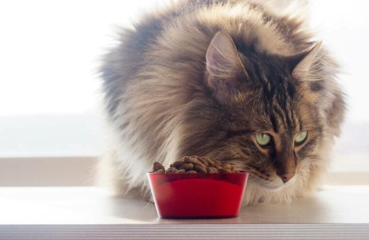 a fluffy cat not eating dry food