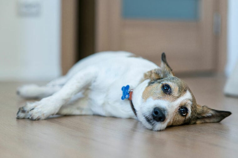 a sick dog lying on the floor