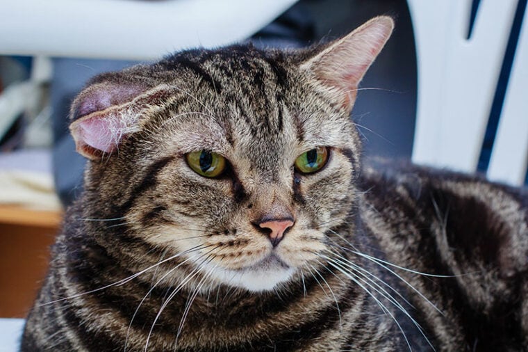 un gato atigrado con un hematoma en la oreja