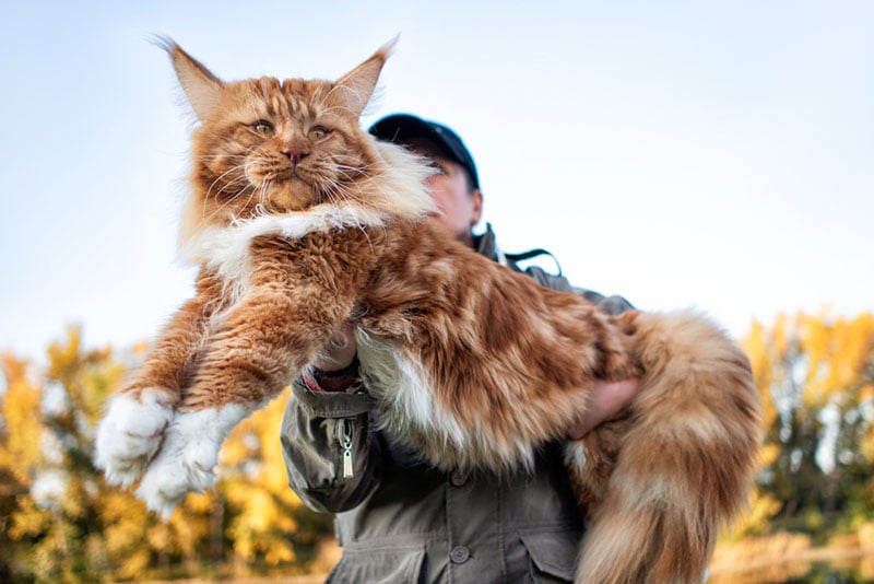 una mujer sosteniendo un enorme gato maine coon en brazos en el bosque