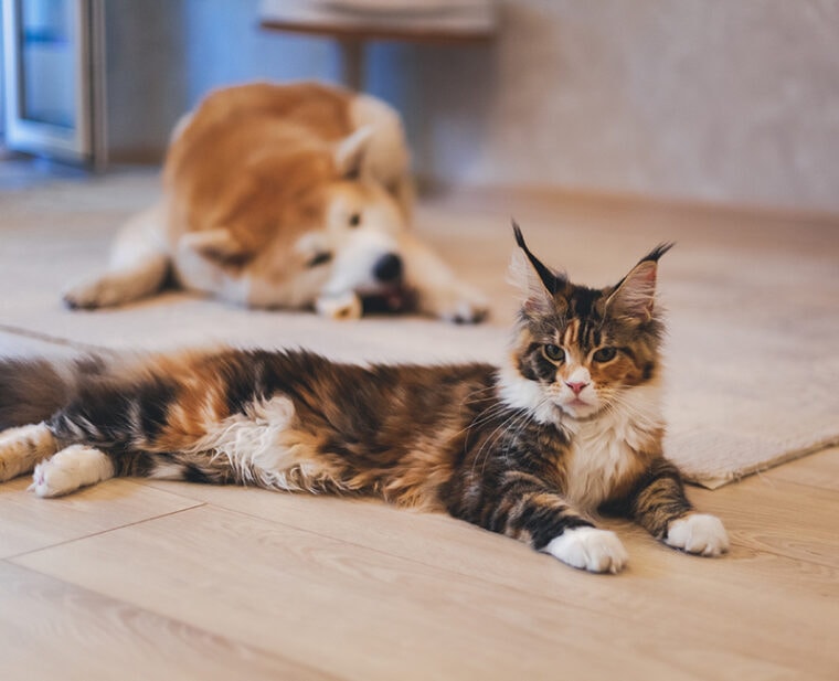 akita inu dog lying on the floor behind a maine coon cat