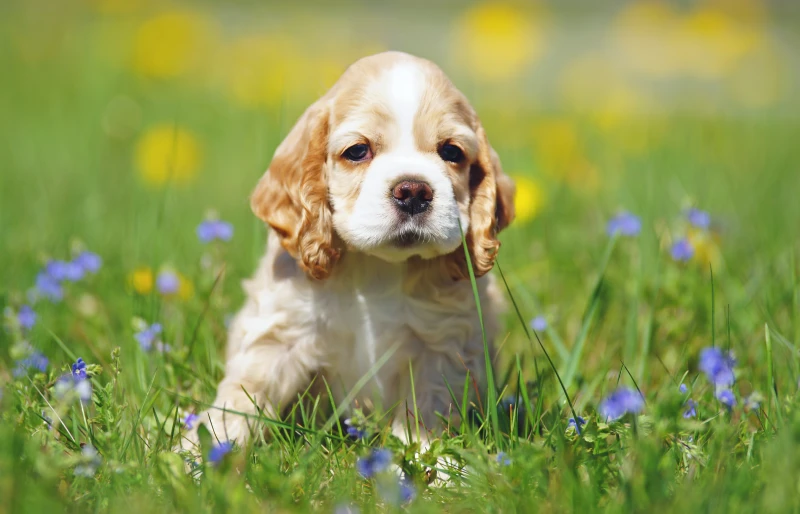 american cocker spaniel puppy dog sitting on grass outdoors
