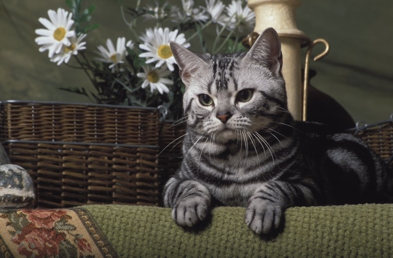 an american shorthair cat being cozy at home