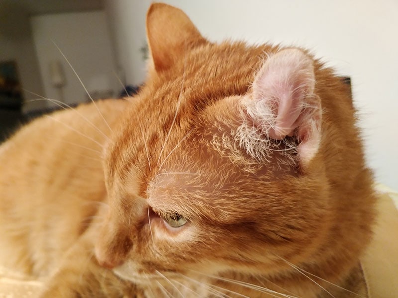 un gato atigrado naranja con un hematoma en la oreja