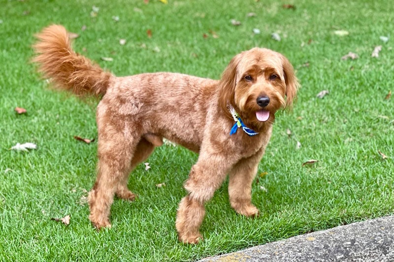 apricot goldendoodle dog standing on the lawn