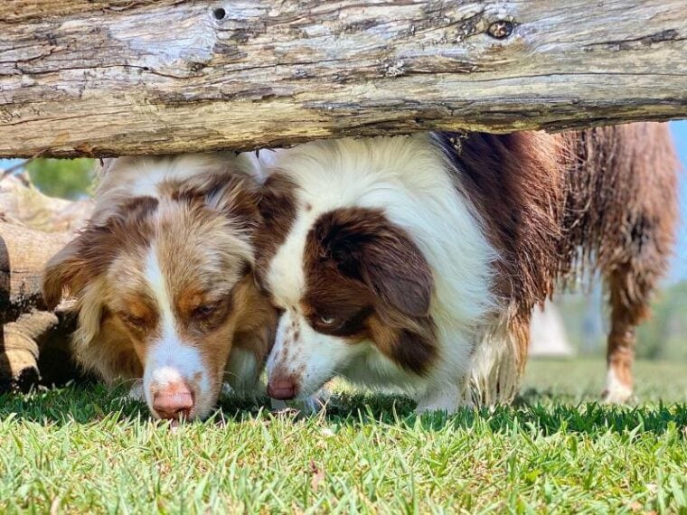 australian shepherd dogs sniffing under logs