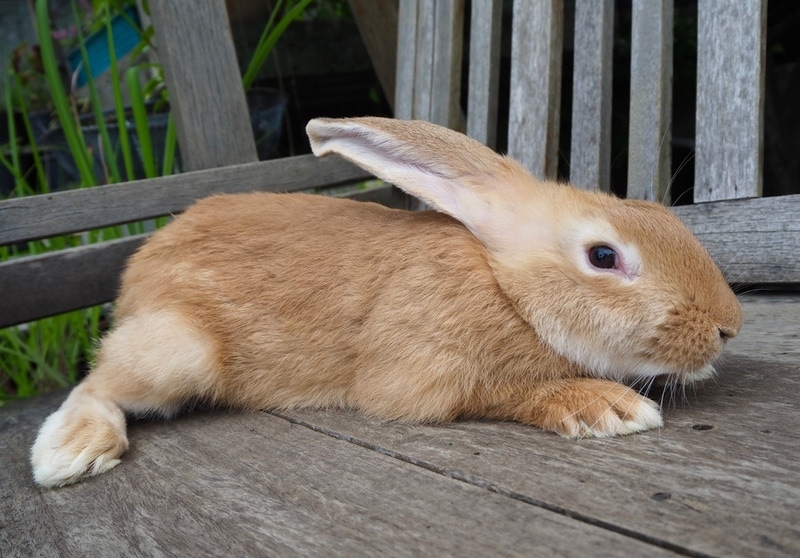 baby continental giant rabbit on wooden floor