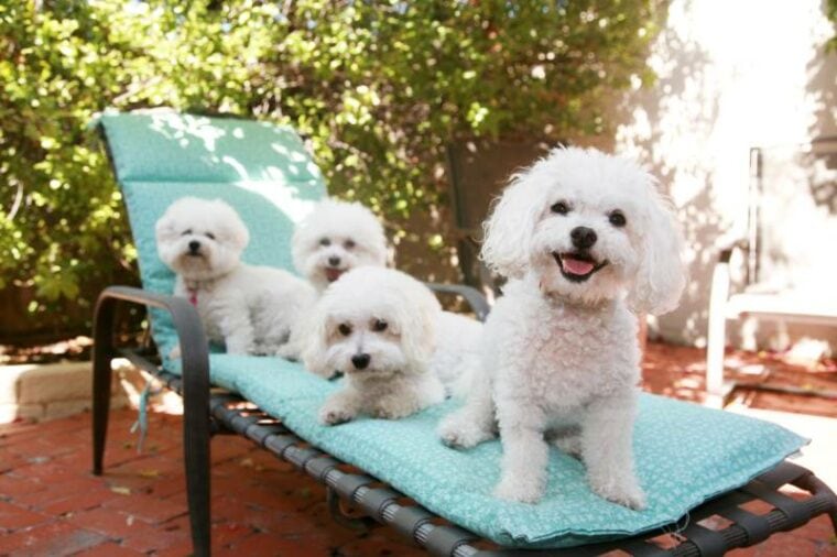 lindos cães bichon frise de raça pura sorriem enquanto posam para seu retrato enquanto estão do lado de fora em uma espreguiçadeira