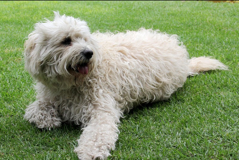 hermoso perro labradoodle blanco tirado en la hierba
