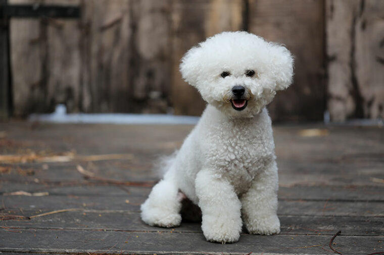bichon frise dog sitting on a wooden surface