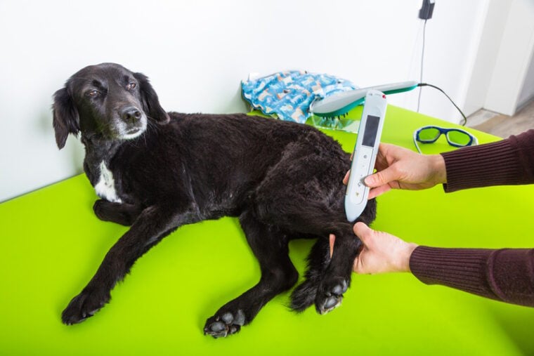 black dog having laser treatment on his leg