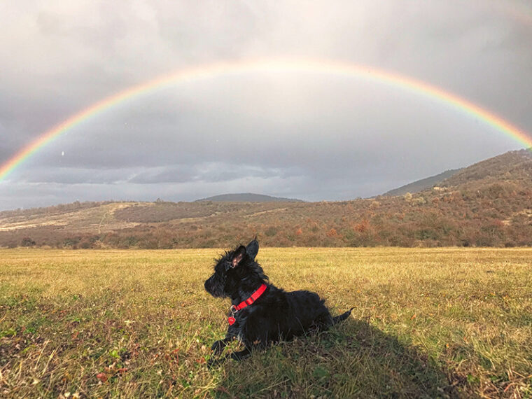 black terrier dog on a open field with a view of the rainbow