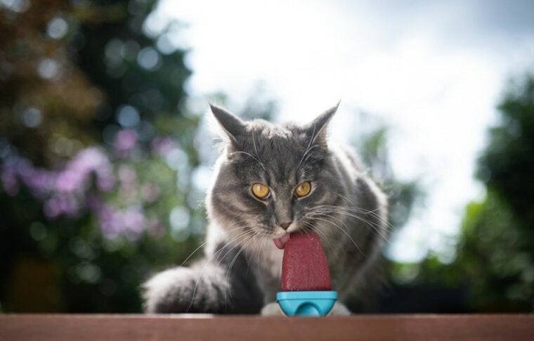 blue tabby maine coon cat licking homemade ice cream treat popsicle