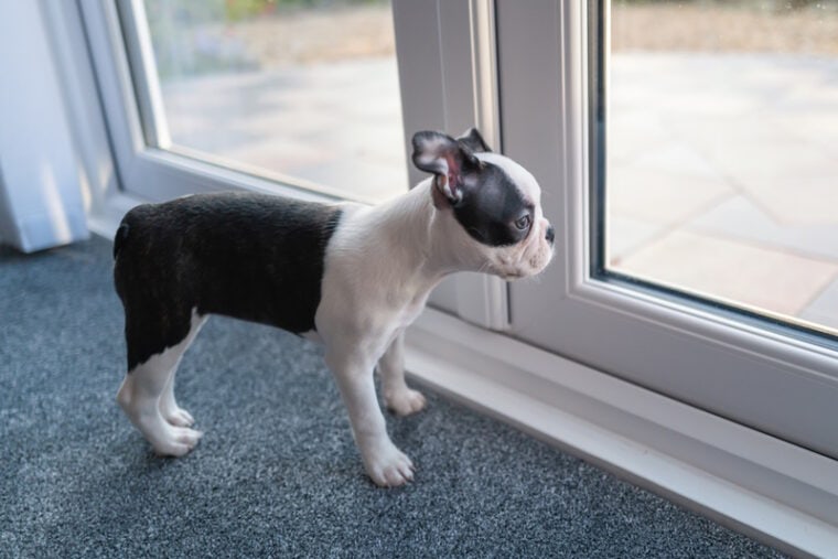 boston terrier dog standing infront of glass door
