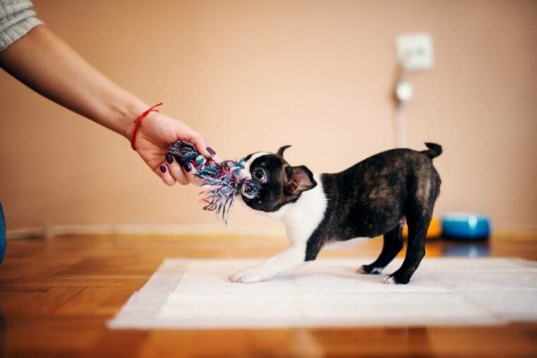 boston terrier puppy pulling toy while girls hand holding another side