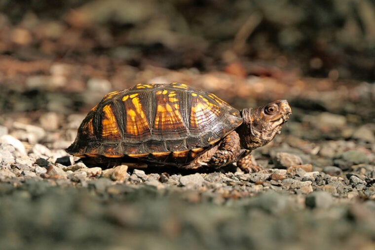 box turtle walking on rocks