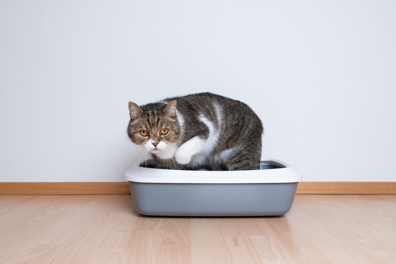 british shorthair cat in the litter box