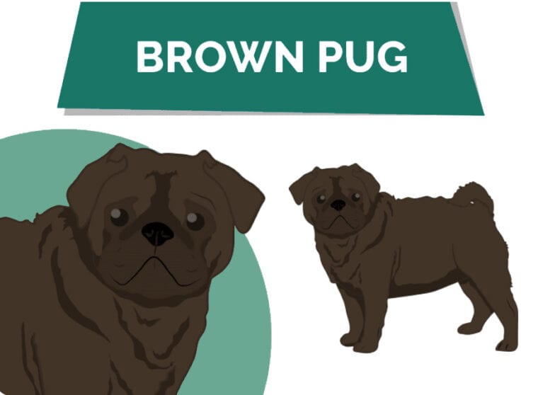 Brown Pug graphic