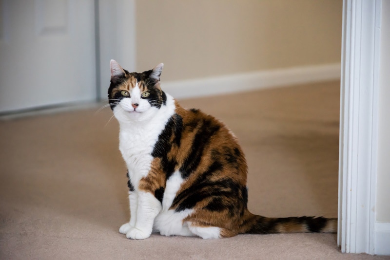 calico cat sitting on carpet
