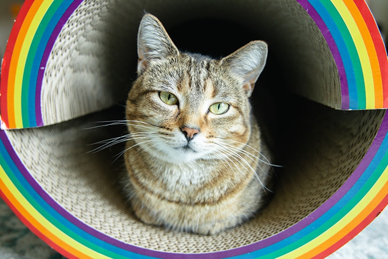 gato dentro de un contenedor de rasguños con borde de arcoíris