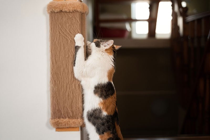 cat-scratching-the-wall-mounted-scratcher