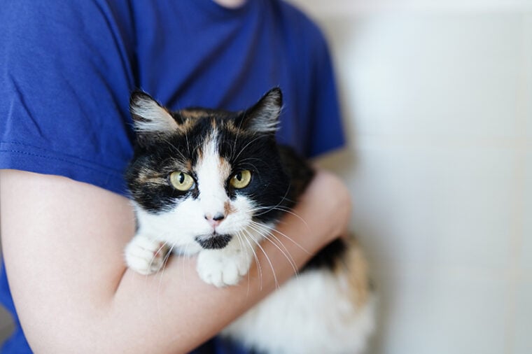 cat surrendered to a shelter volunteer