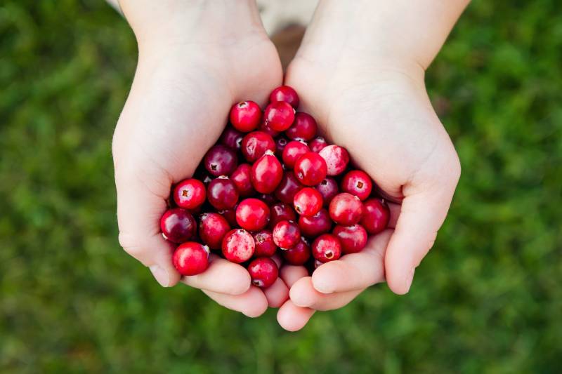 child hands holding pile of fresh red cranberries