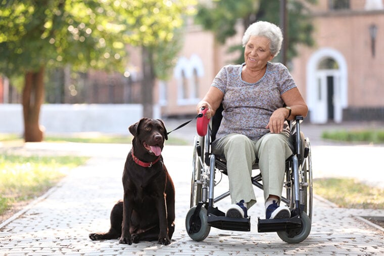 chocolate labrador mobility dog and a senior woman