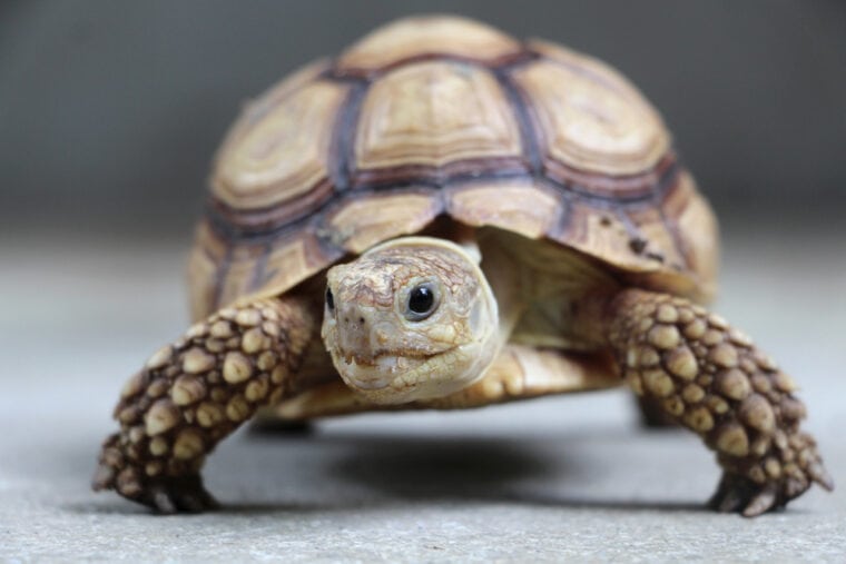 close up front view of an african spurred tortoise
