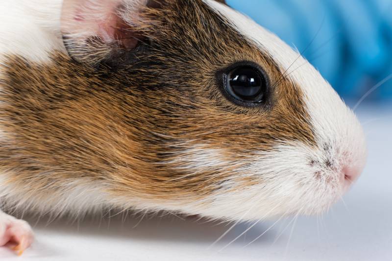 close up of two month old guinea pig