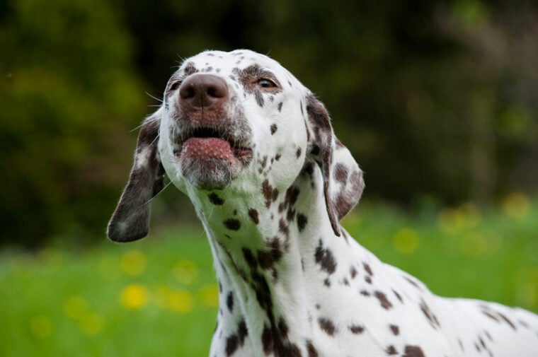 dalmatian dog barking outdoor