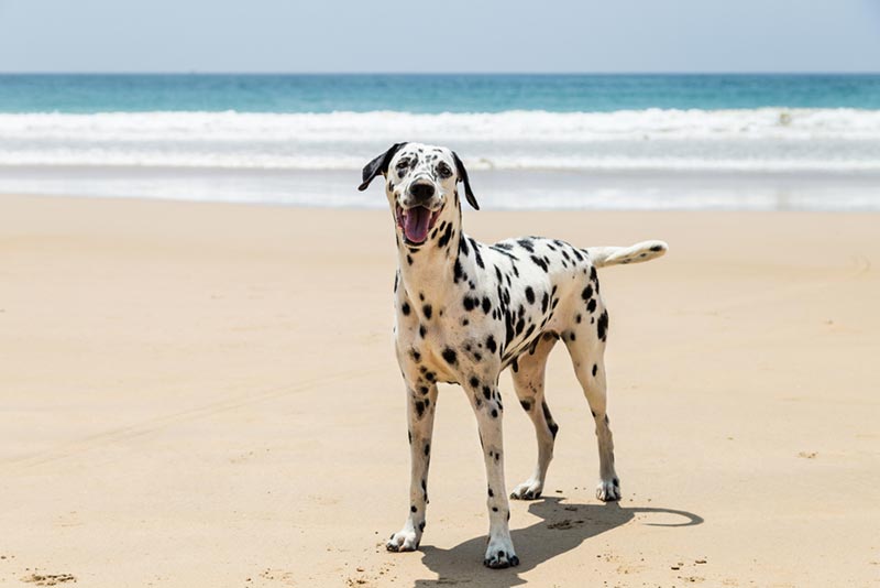 perro dálmata jugando en la playa