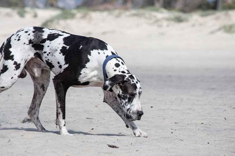 dalmatian great dane dog mix walking at the beach