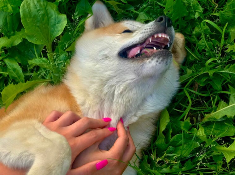 dog being tickled by owner