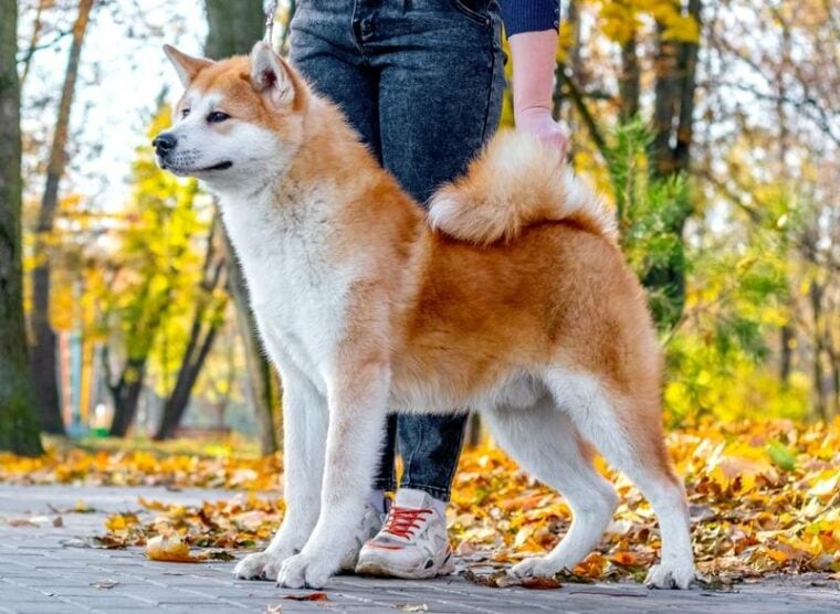 dog owner and akita dog outdoors