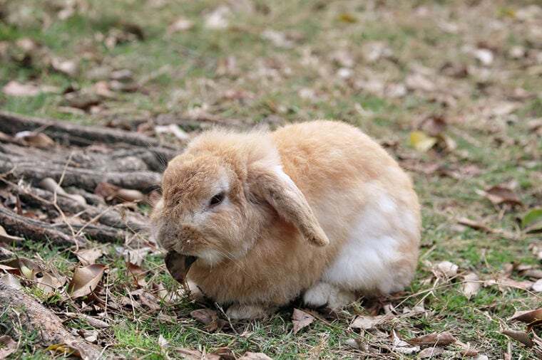 English Lop rabbit on the ground surrounded with fallen leaves