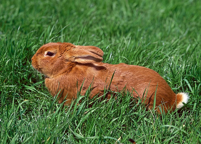 fauve de bourgogne rabbit lying on grass