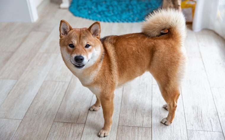 female shiba inu standing on the floor inside the apartment