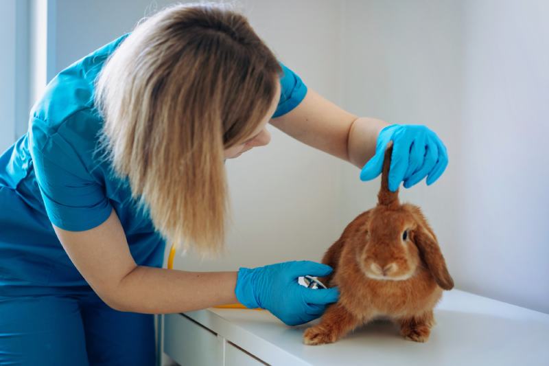 female veterinarian examining red rabit checking ears