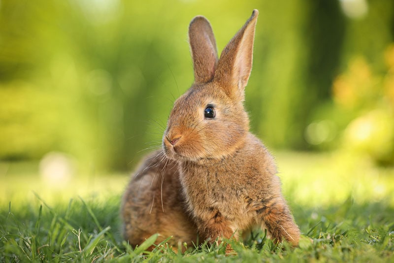fluffy rabbit on green grass outdoor