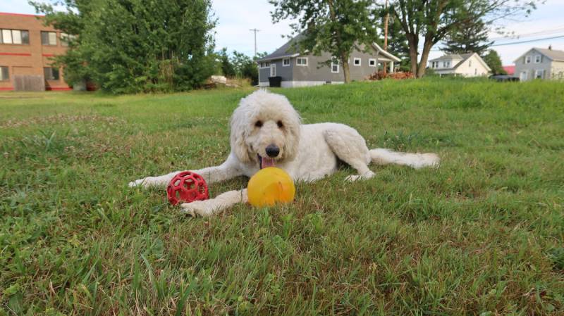 goldendoodle dog playing and having fun outdoors