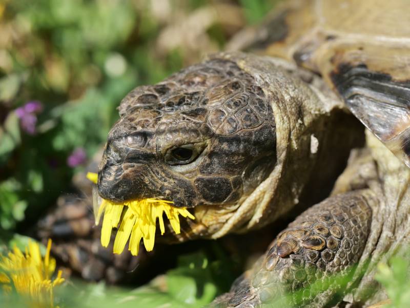 tortuga de pradera comiendo diente de león en la naturaleza