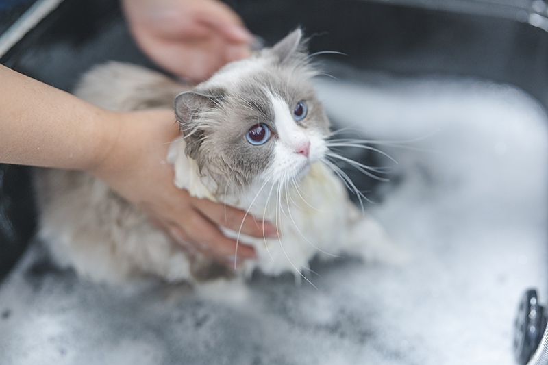 gray and white ragdoll cat taking a bath