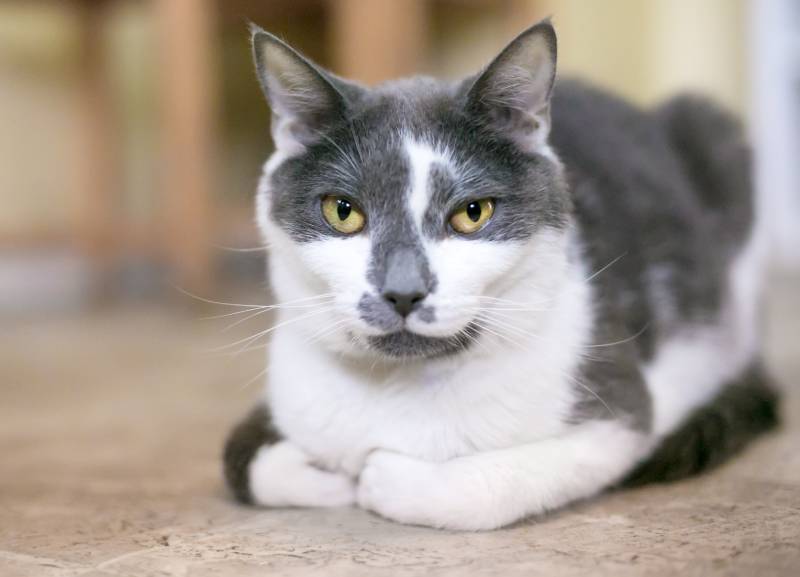 gray and white shorthair cat sitting in a loaf position
