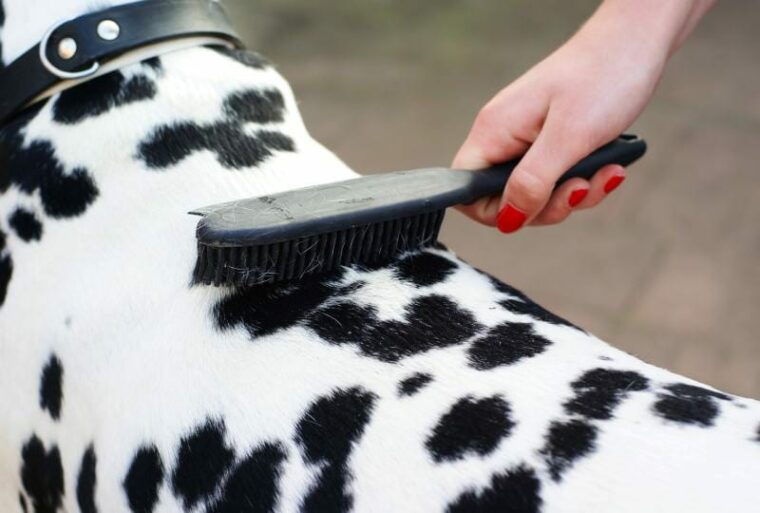hand brushing a dalmatian dog