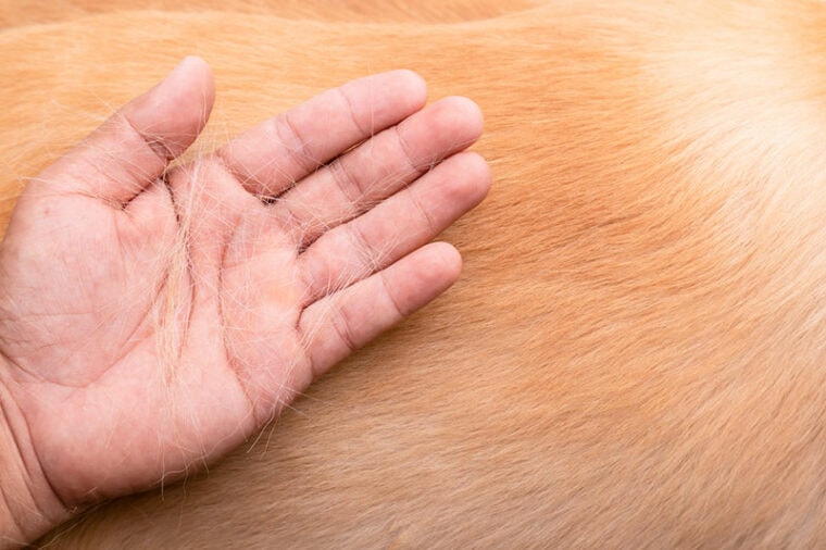 hand holding dog hairs