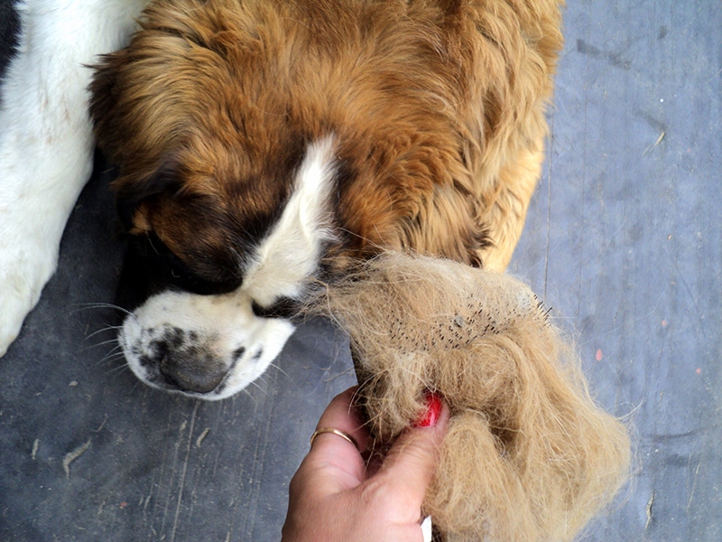 hand showing the shedded hair of a saint bernard dog